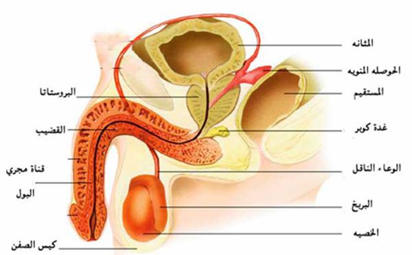 أمراض الجهاز التناسلي من الألف إلى الياء SB-Genital