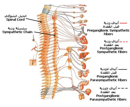 الجهاز العصبي(((متجدد))) Spinabifida_CNS