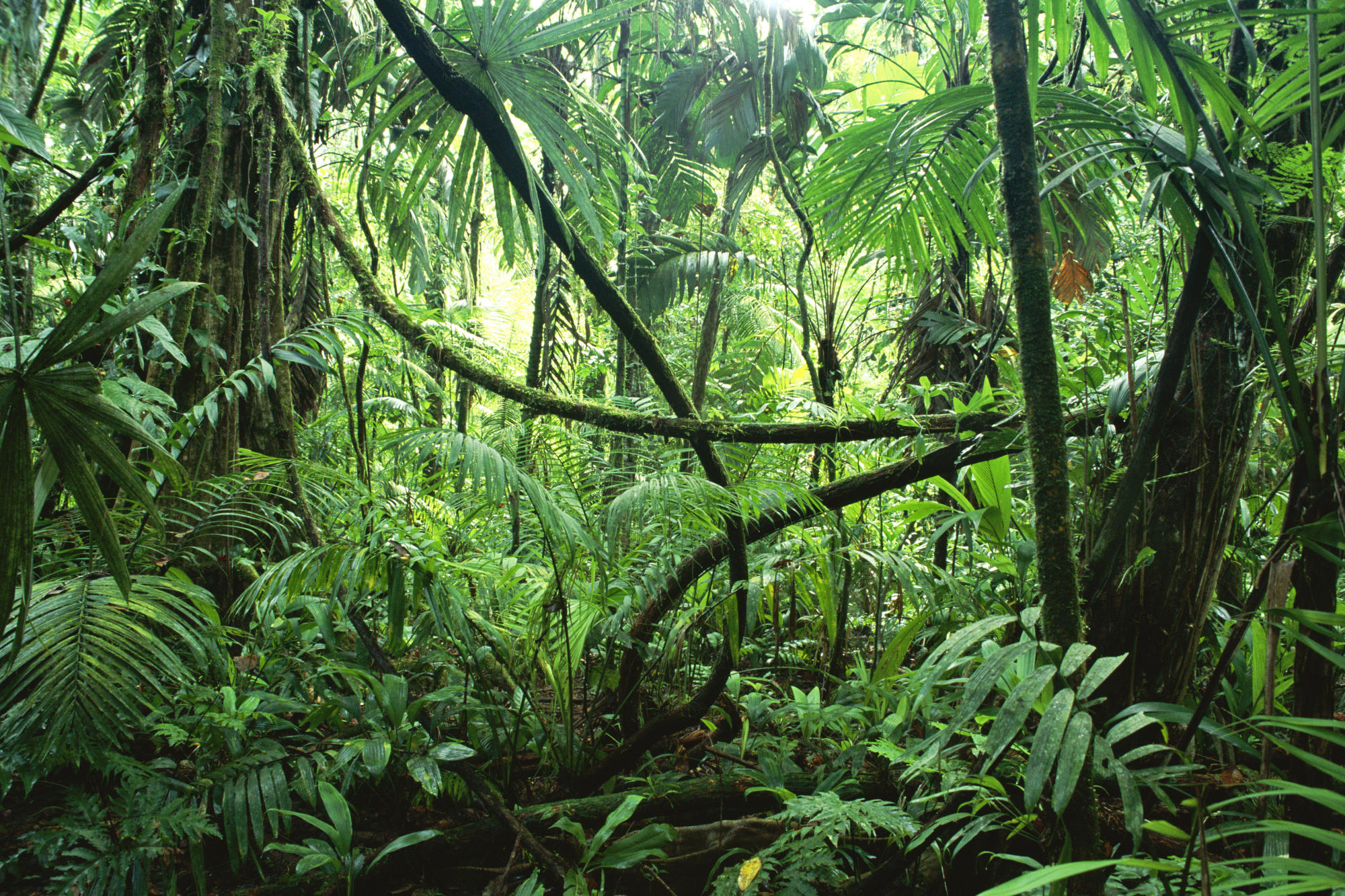 Les Forêts: Descriptif Jungle_shot