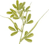 كريم لشد الخصر والنهدين Fenugreek