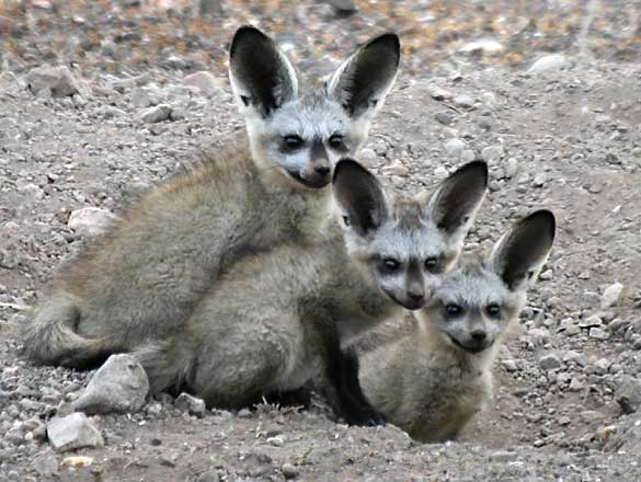 Les animaux, c'est rigolo Bat-eared-foxes_rctb-9095b