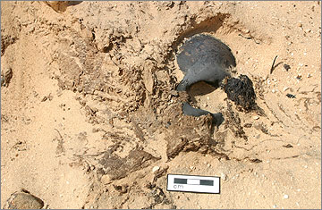 Las tumbas del cementerio sur, Amarna 6