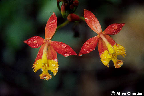 HOA GIEO TỨ TUYỆT 2 - Page 3 Epidendrum_radicans_01