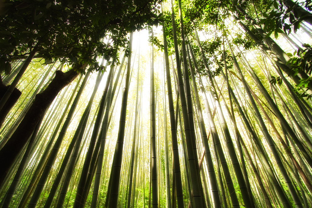 بالصور: غابات الخيزران في اليابان Sagano-Bamboo-Forest-Japan