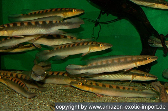 Crenicichla acutirostris Crenicichla%20acutirostris_1