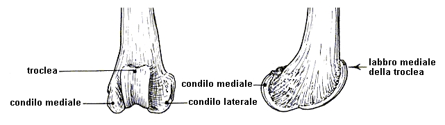 lussazione della rotula TPC01