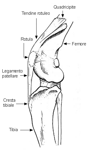 lussazione della rotula TPC04