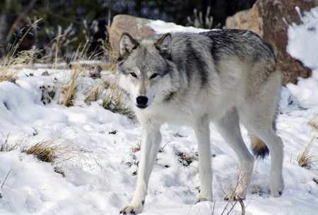 Videns, der Hüter der Toten | Wolf des Südrudels Gray-wolf