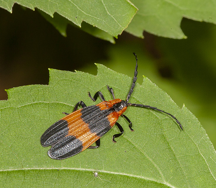 مشاهد من الحياة في احضان الطبيعه حيوانات وطيور وحشرات Fz1-calopteron-reticulatum