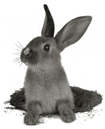 neww jeu : jeu des images - Page 3 Lapin