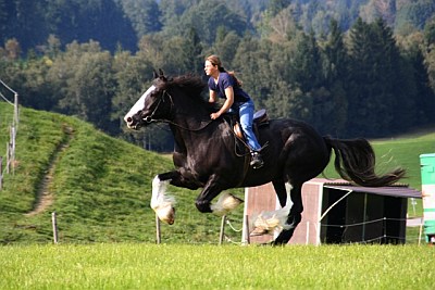 Shire konji ... Shire-reiten