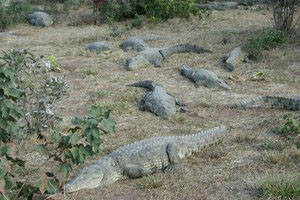 ... O  كائــــنات حية في حالة تنكر  ، سبحان الله  O ... Crocodile