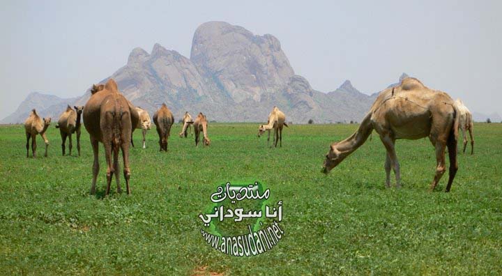 صور من الخطوم Camels