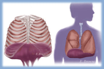 le diaphragme Diaphram