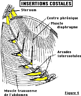 le diaphragme Image16