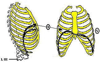 le diaphragme Image8