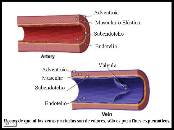 Descomposición cadavérica y momificación Vasos