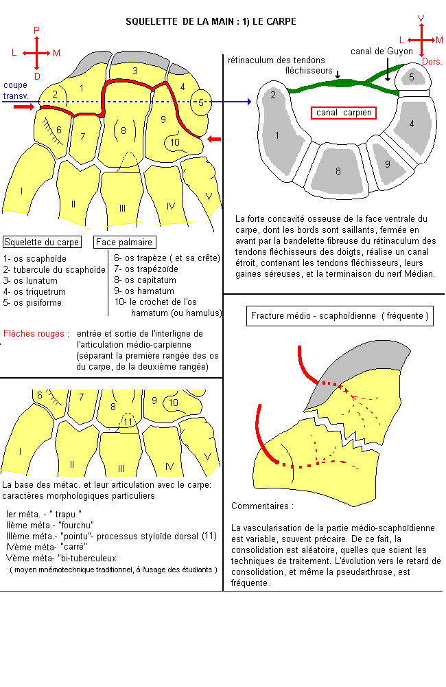 schémas d'ostéologie (Ulna & Main) Main1