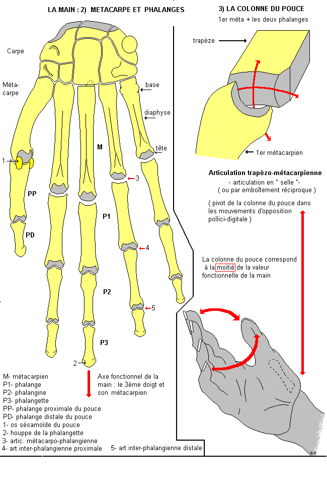 schémas d'ostéologie (Ulna & Main) Main2