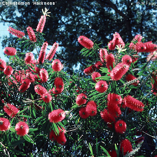 شجرة فرشة الزجاج Callistemon-harkness