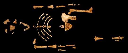  Ancient Humans and Optical Illusions:  The Challenge of Tracing Human Origins  Skeletal-remains-lucy-Australopithecus
