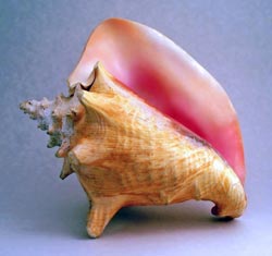 Le Symbole du Lotus Conch-shell