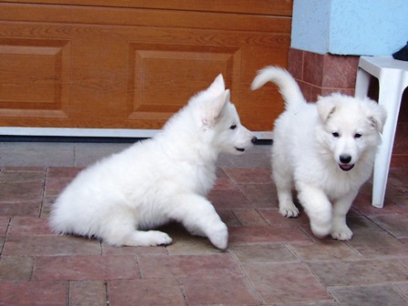 Chiens de berger