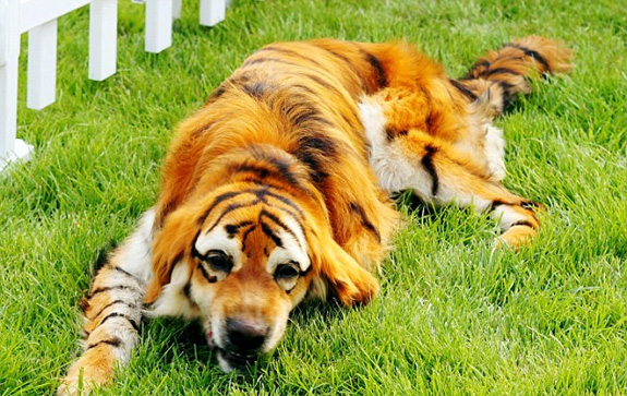 Chineses pintam cães para “transformá-los” em animais selvagens Cao