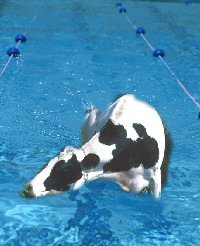 Coaching Goudou! Cow_swimming2