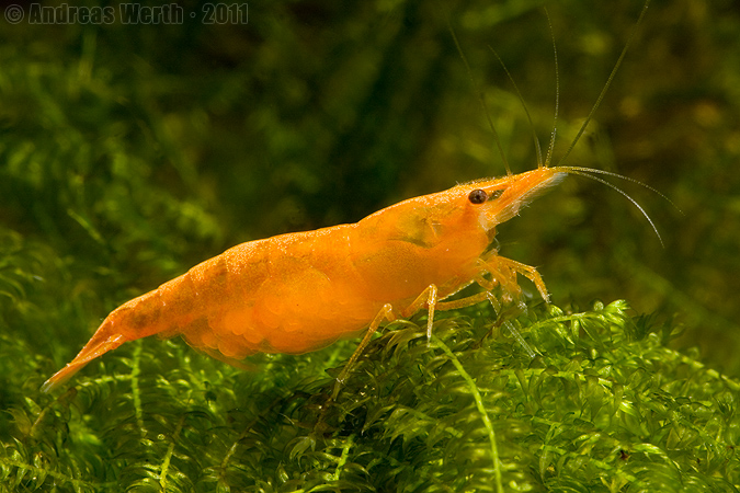 Crevette Néocaridina 20111126-013009_675s