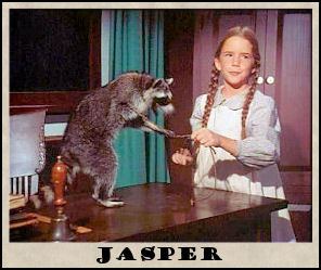 "THE RACCOON" Jasper2