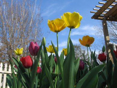 Monthly Theme Pictures (March) Tulips