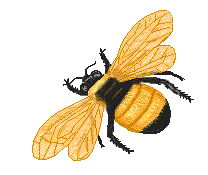      Bumblebe