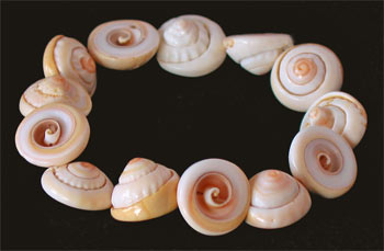 Recolectando Conchas Shell-bracelet-lg