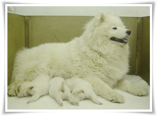 Samojed (samoyed) Lisastencinovosti