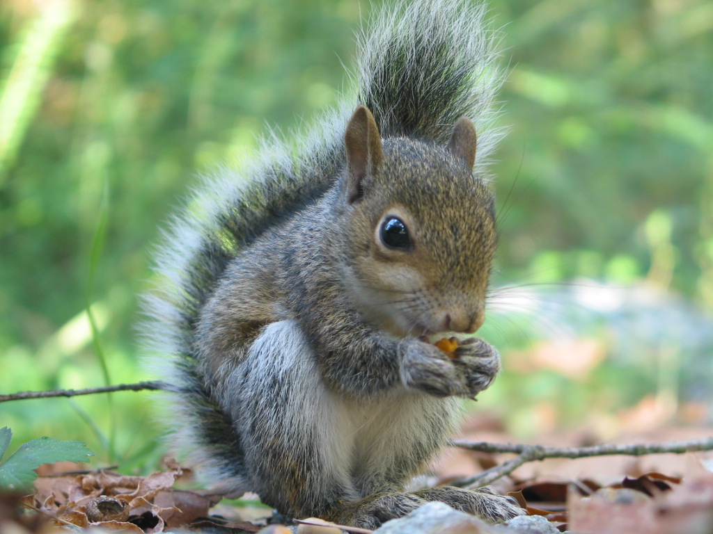 صورة سنجاب Squirrel-eating