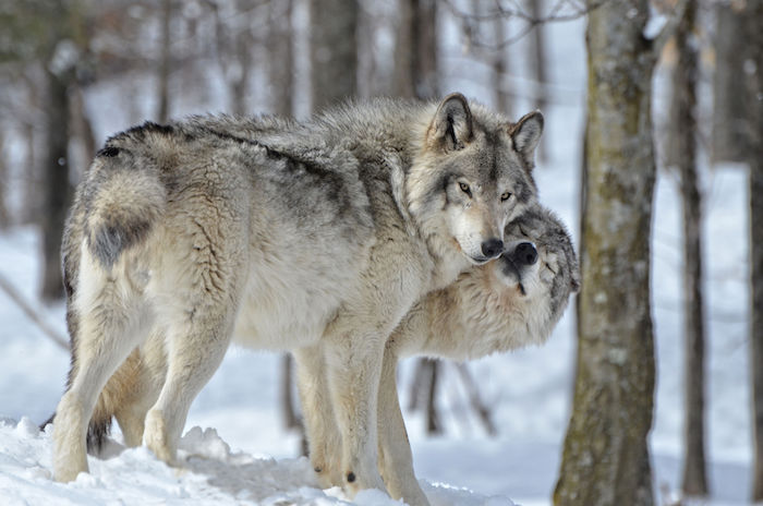 Un avatar qui vous ressemble. Loup-Animal-Totem-1