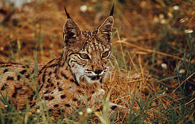 #La Tierra está a las puertas de la sexta extinción masiva de vertebrados#UNA CIVILIZACION SE JUZGA POR COMO TRATA A SUS ANIMALES - Página 2 Lince-iberico