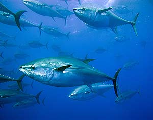 #La Tierra está a las puertas de la sexta extinción masiva de vertebrados#UNA CIVILIZACION SE JUZGA POR COMO TRATA A SUS ANIMALES Atun%20rojo