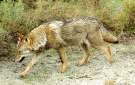 #La Tierra está a las puertas de la sexta extinción masiva de vertebrados#UNA CIVILIZACION SE JUZGA POR COMO TRATA A SUS ANIMALES - Página 2 Lobo-Iberico