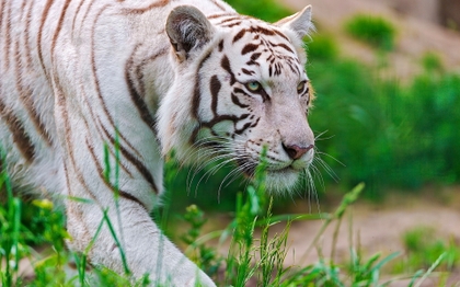 Ƹ̵̡Ӝ̵̨̄Ʒ  кяιѕтα'ѕ яρ ѕтσяαgє  Ƹ̵̡Ӝ̵̨̄Ʒ  Nature%20animals%20white%20tiger%20feline%201920x1200%20wallpaper_www.animalhi.com_2