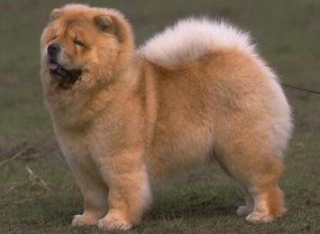 IL Cane...Tutte le razze Chow%20chow