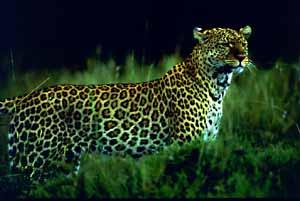 PANTHERA ONCA Leopardo