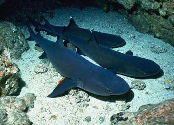 Peshkaqenet ne rrezik Pescecane