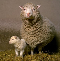 FIRST CLONED ANIMAL - DOLLY THE EWE  1996_2