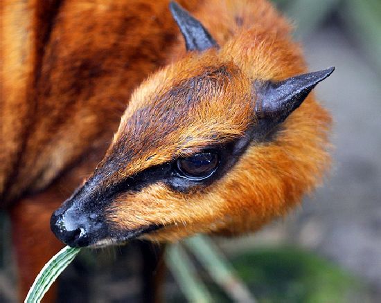 அழகிய படங்கள். Mouse-deer-14