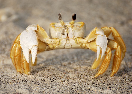 صور من عالم البحار .. ألوان اللوبستر والكابوريا Ghost-crabs