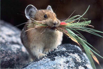 Dokumente e foto personale - Faqe 7 Picture-of-American-Pika