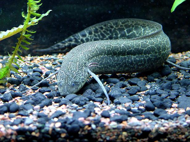 lungfish  African-lungfish-Images