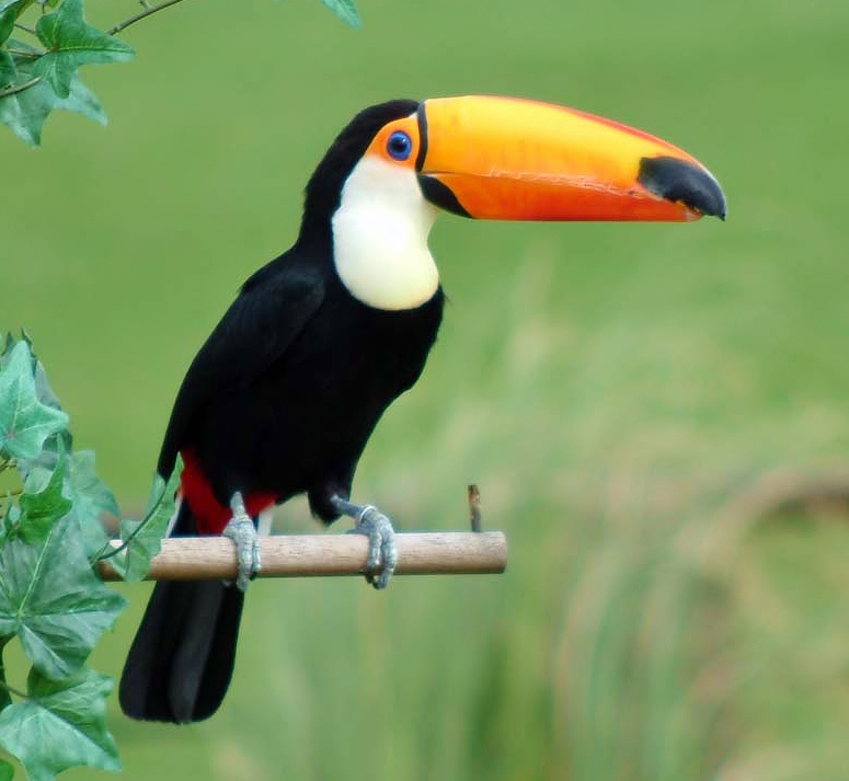 An animal name game... - Page 8 Toco-Toucan-Pictures